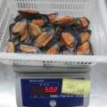 cheap shellfish frozen fresh half shell mussel meat